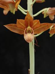 Image result for Eulophia caricifolia