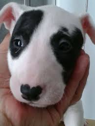 Black And White Pitbull Terrier Puppy Black And White Baby Bullie Bull Terrier Pitbull Terrier Pitbull Terrier Puppies