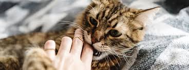 Why Do Cats Bite How To Stop Your Cat Biting You Purina