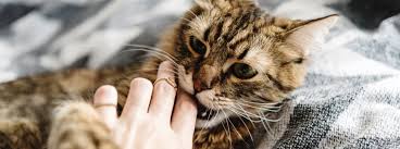 Unlike territorial aggression or fear aggression, the pair of cats may get on perfectly well for most of the time but, just occasionally, the male, charges after a the aggression was stopped in its tracks. Why Do Cats Bite How To Stop Your Cat Biting You Purina