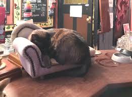 Muchos tienen almacenaje extra bajo la chaise longue o se convierten en cama. Martin Booth On Twitter Breaking News The Cats In The Bag Of Nails Now Have Their Own Chaise Lounge