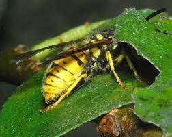 However, they can seriously endanger people with wasp allergies. Tuberolachnus Salignus Giant Willow Aphid Identification Images Ecology
