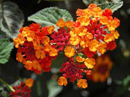 Smile To The Sun Most Beautiful Flowers Beautiful Flowers Pictures Lantana