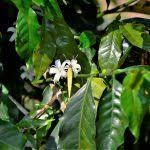Image result for Coffea sp. A