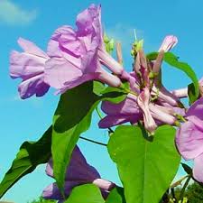 Image result for Ipomoea carnea