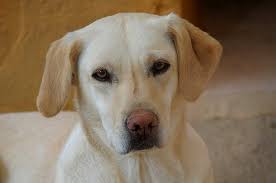The oldest recorded birth by the social security administration for the name yela is friday, november 20th, 1885. Yela Galgo Hilfe E V