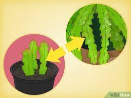 Christmas cactus cuttings are easy to root in water. How To Grow Epiphyllum Cactus With Pictures Wikihow
