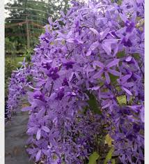 Image result for Petrea volubilis