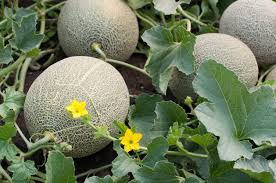 In order to achieve how to grow outdoor cannabis on a budget. Melons For Zone 5 Gardens Choosing Short Summer Melon Plants