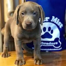 Silver labrador puppies for sale ohio. Silver Mist Labradors Home Facebook