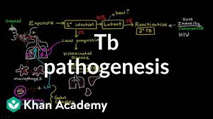 Tb Pathogenesis