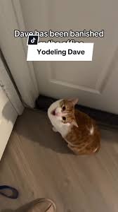 Yodeling Cat Dave: The Melancholy Serenade