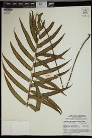 Image result for Amblovenatum