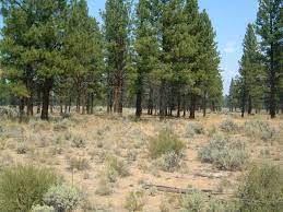 Maybe you would like to learn more about one of these? Cabin Lake Oregon