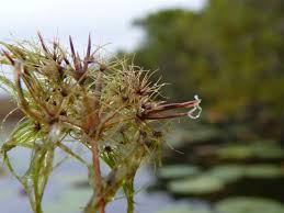 Image result for Eleocharis confervoides