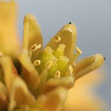 Image result for Paratheria