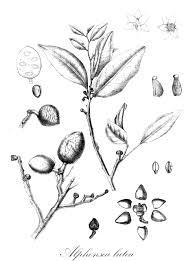 Image result for Cleistochlamys kirkii