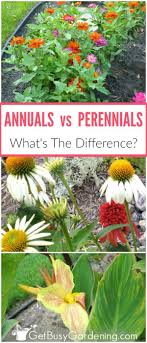 Do dianthus plants come back every year? Pin On Spring And Fall Gardening