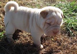 We did not find results for: Chinese Shar Pei Puppies For Sale U S 1 Fl 308806