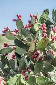Thanks to your responses and the. Comment Cultiver Et Reussir Le Figuier De Barbarie Opuntia Ficus Indica Palmiers Et Compagnie