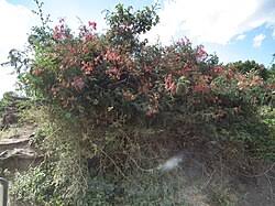 Image result for Pterolobium stellatum