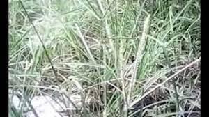 Dalian dengan pestisida (herbisida) dapat mematikan tanaman urama. Suket Grinting Rumput Grinting Youtube