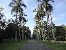 Here are the best places to visit in sri lanka, plus our travel guide the gardens are now home to over 10,000 trees spread across 60 hectares (the largest garden in the country), showcasing all of sri lanka's flora and. Flora Of Sri Lanka Tree Plant Species Forests Srilankaview