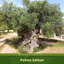We did not find results for: Ciri Ciri Pohon Zaitun Olea Europaea Di Alam Liar Ciriciripohon Com