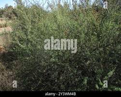 Image result for Antherothamnus