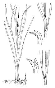 Image result for Typha domingensis