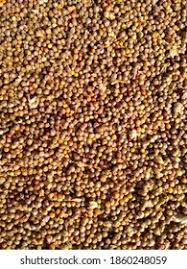 Image result for Paspalum scrobiculatum