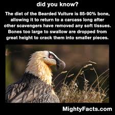 Mightyfacts Fun Facts About Animals Wtf Fun Facts Animal Facts