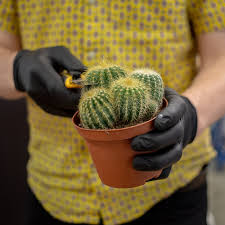 They are however an increasingly popular landscaping plant although not required, it can be more appealing to cut away these segments to maintain just the greener and healthier parts. Cut Paste Cacti Mediamatic
