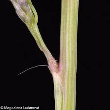 Image result for Eragrostis pilosa
