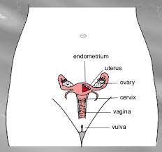 Vides a discussion of the contemporary of female pelvic organ support, with emphasis on the. Female Reproductive Anatomy