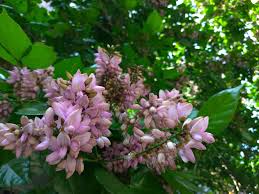 Image result for Millettia pinnata