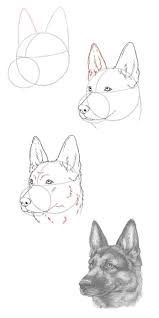 Draw A German Shepherd Dog In 2020 Dog Drawing Tutorial Animal Drawings Sketches Dog Drawing
