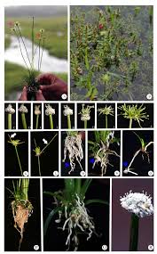 Image result for Eriocaulon truncatum