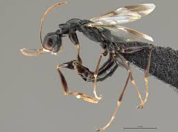 Image result for Gonatopus