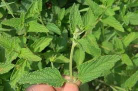 Image result for Lantana rugosa