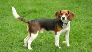 Beagle Kopegi Ozellikleri Ve Bakimi Renkli Pati