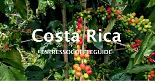 The manufacturer sources the coffee with extreme care and integrity to ensure that consumers of this product get the best. Costa Rican Coffee Beans Espresso Coffee Guide
