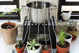 Jun 22, 2020 · vous cherchez une astuce pour arroser vos plantes pendant les vacances ?ne cherchez plus. 10 Astuces Pour Preserver Ses Plantes Pendant Les Vacances