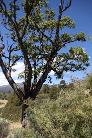 Image result for Hagenia