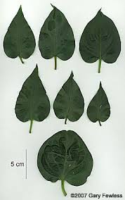 Image result for Vincetoxicum sylvaticum