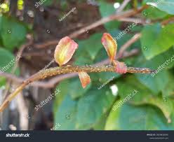 Image result for Combretum psidioides