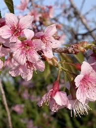 Image result for Prunus cerasoides
