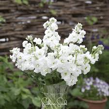 Image result for Matthiola