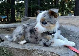 Litter Of 9 Border Aussie Puppies For Sale In Dufur Or Adn 47372 On Puppyfinder Com Gender Male S And Aussie Puppies Puppies Cute Puppies Golden Retriever