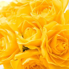 Free Wallpapers For Ipad Yellow Roses Beautiful Flowers Pictures Yellow Rose Flower Beautiful Flowers Wallpapers